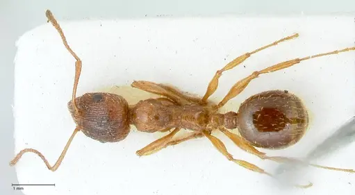 Aphaenogaster subcostata specimen FOCOL1221 image focol1221_1