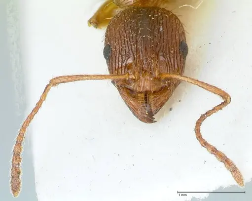 Aphaenogaster subcostata specimen FOCOL1221 image focol1221_2