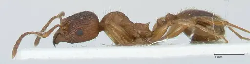 Aphaenogaster subcostata specimen FOCOL1221 image focol1221_3