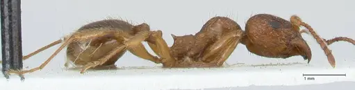 Aphaenogaster subcostata specimen FOCOL1221 image focol1221_4