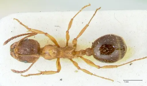 Aphaenogaster subcostata specimen FOCOL1222 image focol1222_1