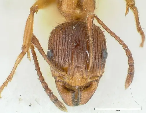 Aphaenogaster subcostata specimen FOCOL1222 image focol1222_2