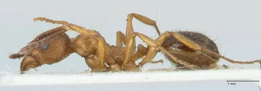 Aphaenogaster subcostata specimen FOCOL1222 image focol1222_3