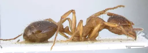 Aphaenogaster subcostata specimen FOCOL1222 image focol1222_4