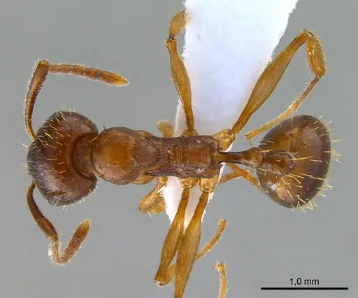 Aphaenogaster subterranea specimen ANTWEB1008050 image antweb1008050_1