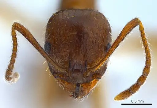 Aphaenogaster subterranea specimen ANTWEB1008050 image antweb1008050_2