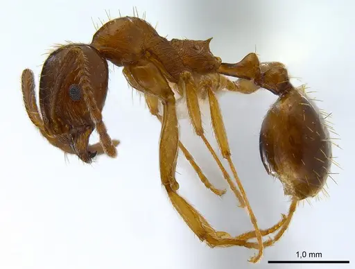 Aphaenogaster subterranea specimen ANTWEB1008050 image antweb1008050_3
