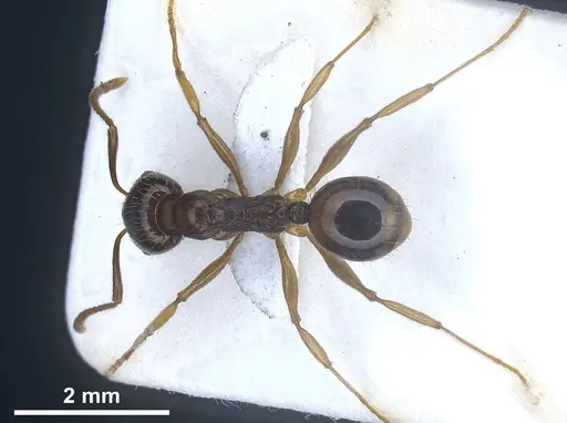 Aphaenogaster subterranea specimen ANTWEB1041240 image antweb1041240_1