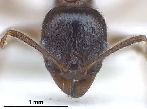 Aphaenogaster subterranea specimen ANTWEB1041240 image antweb1041240_3