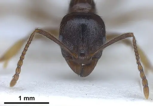 Aphaenogaster subterranea specimen ANTWEB1041240 image antweb1041240_4