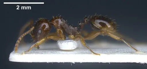 Aphaenogaster subterranea specimen ANTWEB1041240 image antweb1041240_5