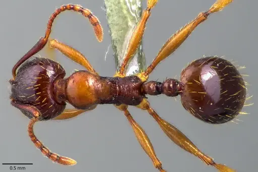 Aphaenogaster subterranea specimen ANTWEB1041832 image antweb1041832_1