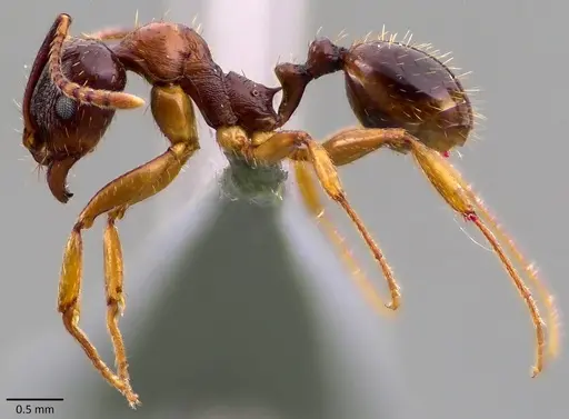 Aphaenogaster subterranea specimen ANTWEB1041832 image antweb1041832_3