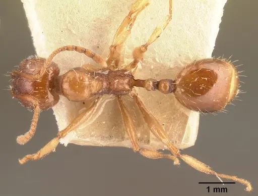 Aphaenogaster subterranea specimen CASENT0101053 image casent0101053_1