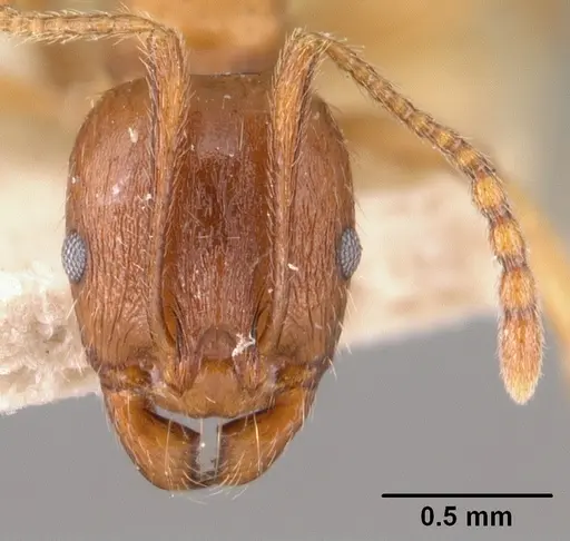 Aphaenogaster subterranea specimen CASENT0101053 image casent0101053_2