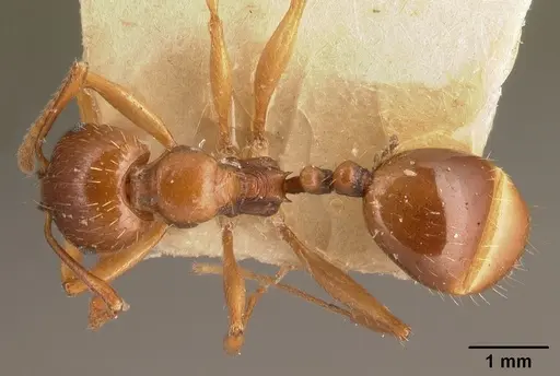 Aphaenogaster subterranea specimen CASENT0101054 image casent0101054_1