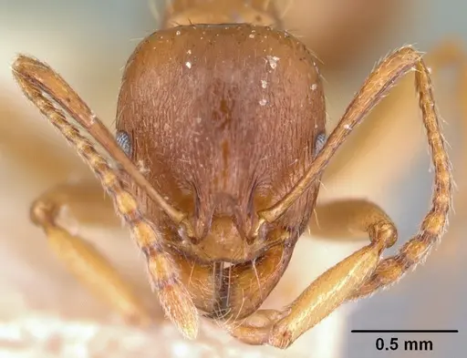 Aphaenogaster subterranea specimen CASENT0101054 image casent0101054_2