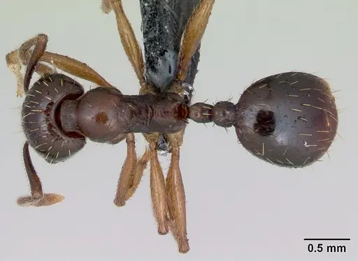 Aphaenogaster subterranea specimen CASENT0172716 image casent0172716_1