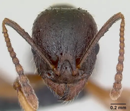 Aphaenogaster subterranea specimen CASENT0172716 image casent0172716_2