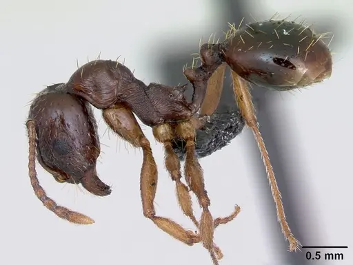 Aphaenogaster subterranea specimen CASENT0172716 image casent0172716_3