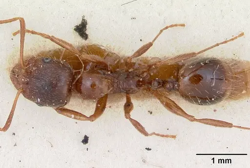 Aphaenogaster subterranea specimen CASENT0173564 image casent0173564_1