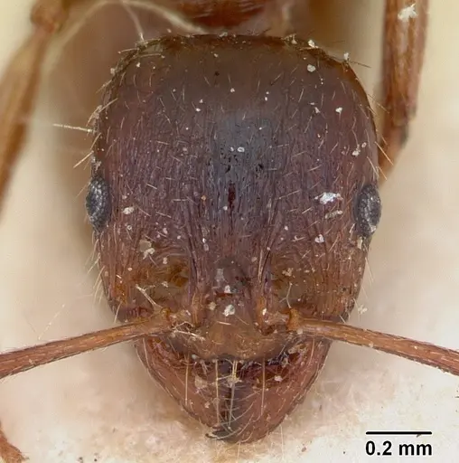 Aphaenogaster subterranea specimen CASENT0173564 image casent0173564_2