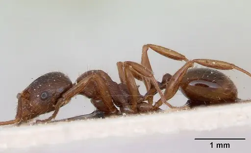 Aphaenogaster subterranea specimen CASENT0173564 image casent0173564_3