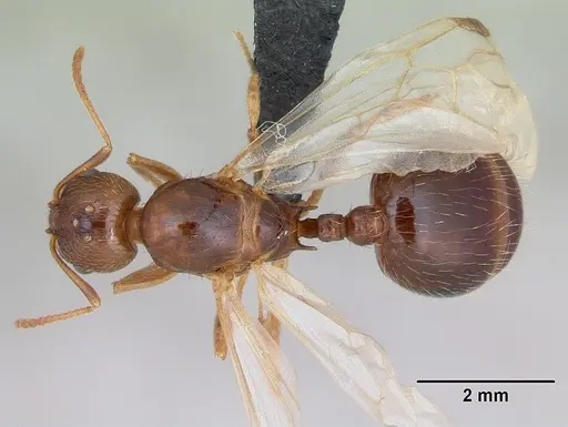 Aphaenogaster subterranea specimen CASENT0173577 image casent0173577_1