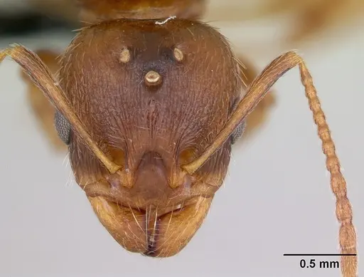 Aphaenogaster subterranea specimen CASENT0173577 image casent0173577_2