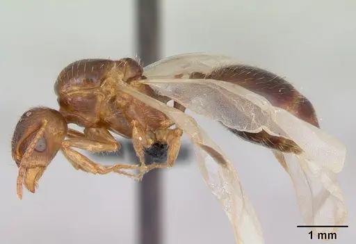 Aphaenogaster subterranea specimen CASENT0173577 image casent0173577_3