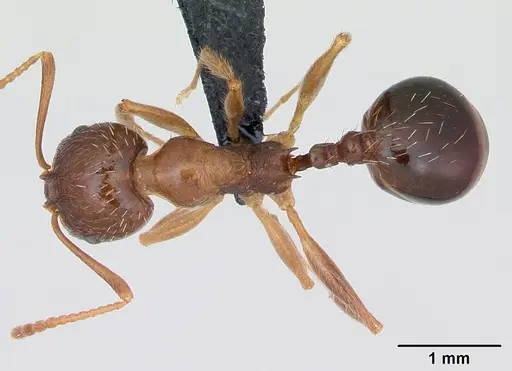 Aphaenogaster subterranea specimen CASENT0173578 image casent0173578_1