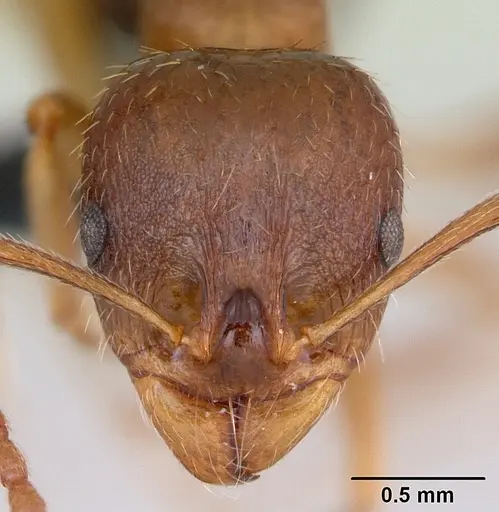 Aphaenogaster subterranea specimen CASENT0173578 image casent0173578_2