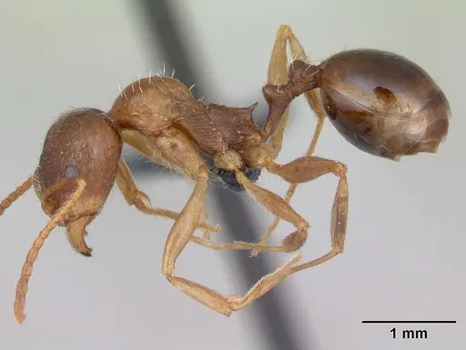 Aphaenogaster subterranea specimen CASENT0173578 image casent0173578_3