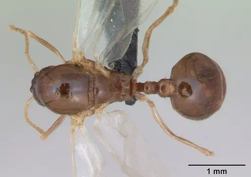 Aphaenogaster subterranea specimen CASENT0173579 image casent0173579_1