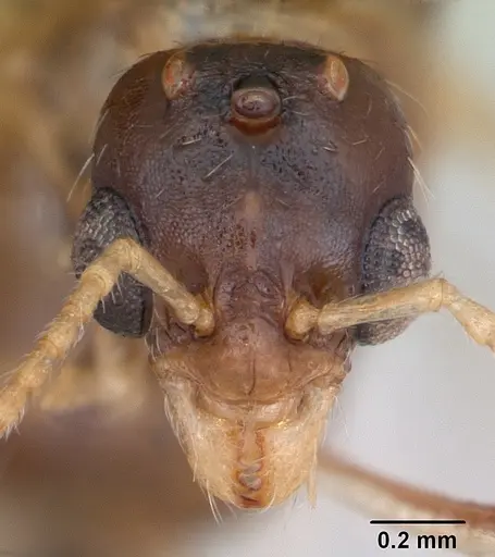 Aphaenogaster subterranea specimen CASENT0173579 image casent0173579_2
