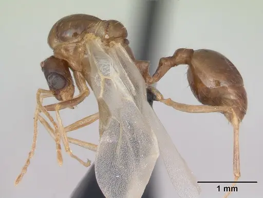 Aphaenogaster subterranea specimen CASENT0173579 image casent0173579_3