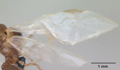 Aphaenogaster subterranea specimen CASENT0173579 image casent0173579_4