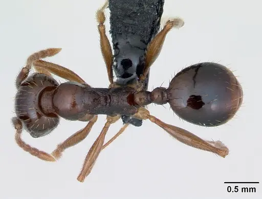 Aphaenogaster subterranea specimen CASENT0173580 image casent0173580_1