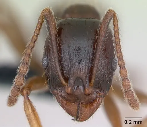 Aphaenogaster subterranea specimen CASENT0173580 image casent0173580_2