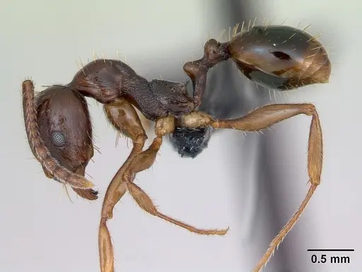 Aphaenogaster subterranea specimen CASENT0173580 image casent0173580_3