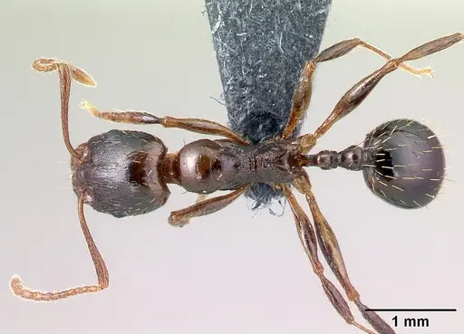 Aphaenogaster subterranea specimen CASENT0179934 image casent0179934_1