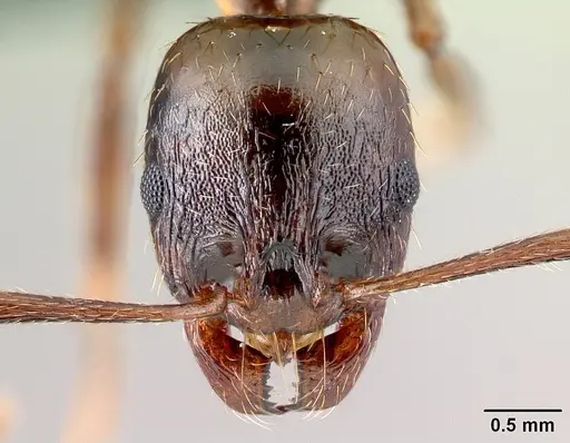 Aphaenogaster subterranea specimen CASENT0179934 image casent0179934_2