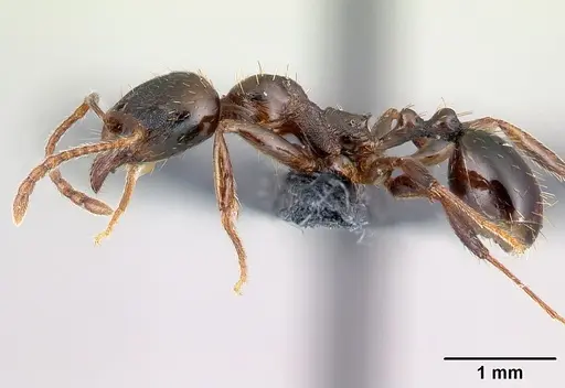 Aphaenogaster subterranea specimen CASENT0179934 image casent0179934_3