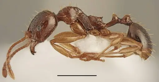 Aphaenogaster subterranea specimen CASENT0763853 image casent0763853_1