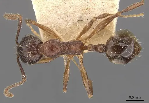 Aphaenogaster subterranea specimen CASENT0907683 image casent0907683_1