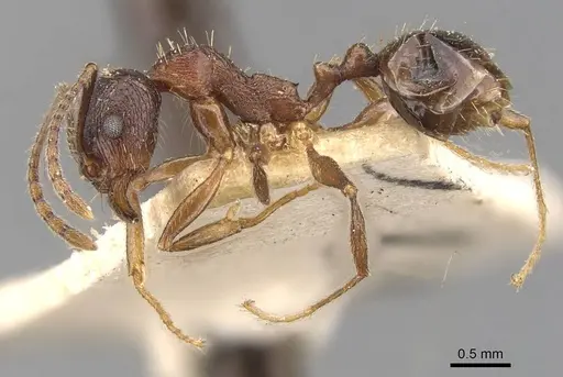 Aphaenogaster subterranea specimen CASENT0907683 image casent0907683_3