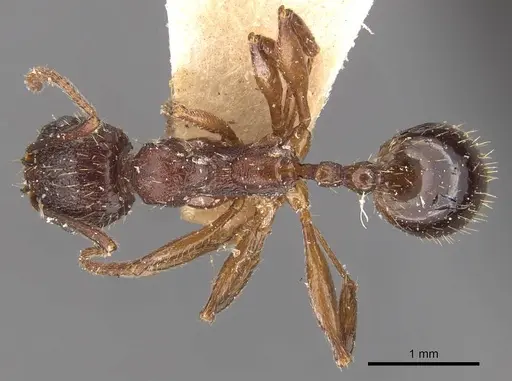 Aphaenogaster subterranea specimen CASENT0907686 image casent0907686_1