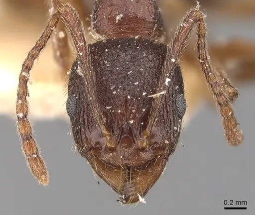 Aphaenogaster subterranea specimen CASENT0907686 image casent0907686_2