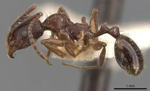 Aphaenogaster subterranea specimen CASENT0907686 image casent0907686_3