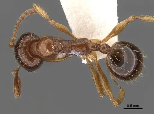 Aphaenogaster subterranea specimen CASENT0907690 image casent0907690_1